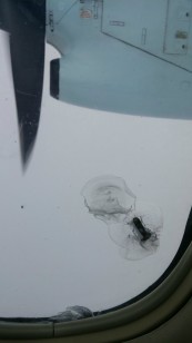 A spinner bolt hit the window of a Q400