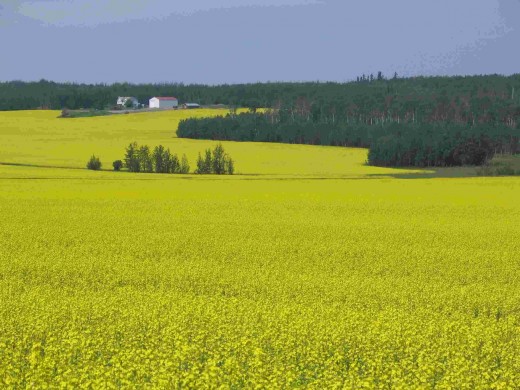 Canada has huge potential for growing biofuel feedstock.