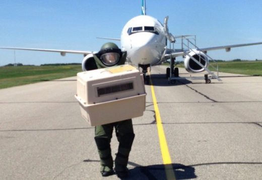 A bomb squad member takes cats from a WestJet flight diverted by bomb threat.